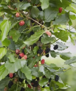 Mojo Berry Dwarf Mulberry Bush Starter Plant - Morus rotundiloba - Bare Root - USDA Zones 7-10 - Image 2