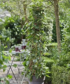 Mojo Berry Dwarf Mulberry Bush Starter Plant - Morus rotundiloba - Bare Root - USDA Zones 7-10 - Image 3