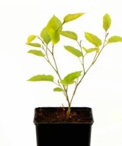 Mojo Berry Dwarf Mulberry Bush Starter Plant - Morus rotundiloba - Bare Root - USDA Zones 7-10 - Image 4