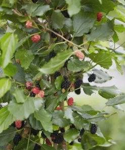 Mojo Berry Dwarf Mulberry Bush Starter Plant - Morus rotundiloba - Bare Root - USDA Zones 7-10 - Image 6