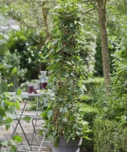 Mojo Berry Dwarf Mulberry Bush Starter Plant - Morus rotundiloba - Bare Root - USDA Zones 7-10 - Image 7