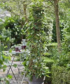 Mojo Berry Mulberry Bush Live Plant - Dwarf, Self-Pollinating Fruit Shrub - Image 3