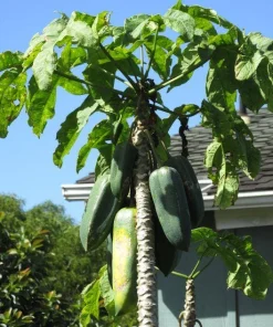 Mountain Papaya Babaco Starter Plant - Bare Root Vasconcellea x heilbornii - USDA Zone 10-11 - Image 2