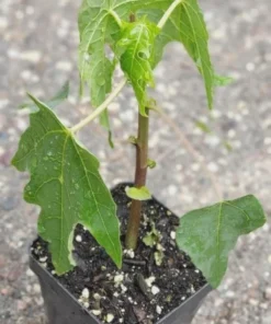 Mountain Papaya Babaco Starter Plant - Bare Root Vasconcellea x heilbornii - USDA Zone 10-11 - Image 4