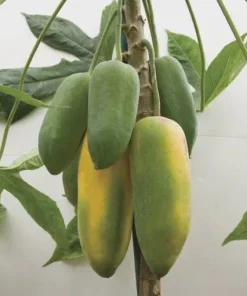 Mountain Papaya Babaco Starter Plant - Bare Root Vasconcellea x heilbornii - USDA Zone 10-11 - Image 6