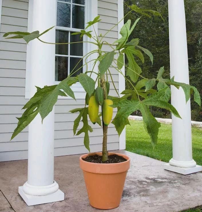 Mountain Papaya Babaco Starter Plant Bare Root - Vasconcellea heilbornii - Image 1