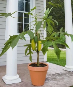 Mountain Papaya Babaco Starter Plant - Bare Root Vasconcellea x heilbornii - USDA Zone 10-11 - Image 7