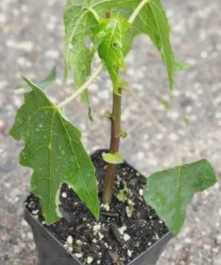 Mountain Papaya Babaco Starter Plant - Bare Root Vasconcellea x heilbornii - USDA Zone 10-11 - Image 8