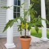 Mountain Papaya Babaco Starter Plant - Bare Root Vasconcellea x heilbornii - USDA Zone 10-11 - Image 1