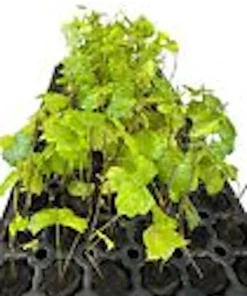 Muscadine Grape Plant Carlos - Vitis Rotundifolia Sweet Edible Vine Perennial Starter Plant - Image 2