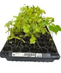 Muscadine Grape Plant Carlos - Vitis Rotundifolia Sweet Edible Vine Perennial Starter Plant - Image 3
