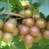 Muscadine Grape Plant Carlos - Vitis Rotundifolia Sweet Edible Vine Perennial Starter Plant - Image 1