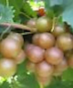 Muscadine Grape Plant Carlos - Vitis Rotundifolia Sweet Edible Vine Perennial Starter Plant - Image 1