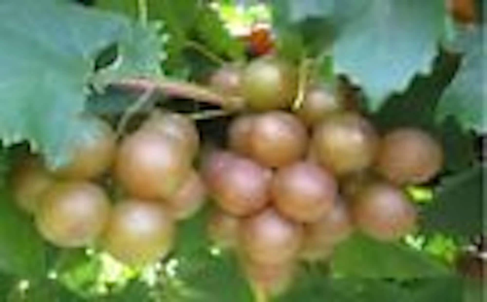 Muscadine Grape Plant Carlos - Vitis Rotundifolia Sweet Edible Vine Perennial Starter Plant - Image 1