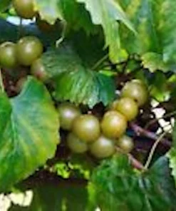 Muscadine Grape Plant Carlos - Vitis Rotundifolia Sweet Edible Vine Perennial Starter Plant - Image 5
