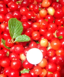 Nanking Bush Cherry Live Plant - Prunus tomentosa - Zones 4-8 - Edible Fruit Shrub - Image 2
