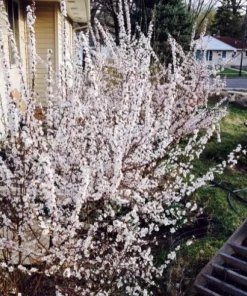 Nanking Bush Cherry Live Plant - Prunus tomentosa - Zones 4-8 - Edible Fruit Shrub - Image 3