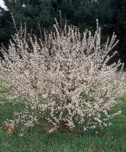 Nanking Bush Cherry Live Plant - Prunus tomentosa - Zones 4-8 - Edible Fruit Shrub - Image 4