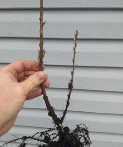Nanking Bush Cherry Live Plant - Prunus tomentosa - Zones 4-8 - Edible Fruit Shrub - Image 6