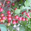 Nanking Bush Cherry Live Plant - Prunus tomentosa - Zones 4-8 - Edible Fruit Shrub - Image 1