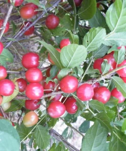 Nanking Bush Cherry Live Plant - Prunus tomentosa - Zones 4-8 - Edible Fruit Shrub - Image 1