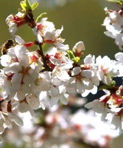 Nanking White Bush Cherry Live Plant – Sweet Fruit, Zones 2-7, 4-8 ft Tall - Image 3