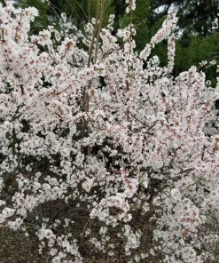 Nanking White Bush Cherry Live Plant – Sweet Fruit, Zones 2-7, 4-8 ft Tall - Image 4