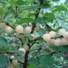 Nanking White Bush Cherry Live Plant – Sweet Fruit, Zones 2-7, 4-8 ft Tall - Image 1