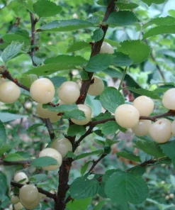Nanking White Bush Cherry Live Plant – Sweet Fruit, Zones 2-7, 4-8 ft Tall - Image 1