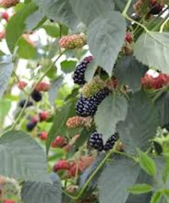 Natchez Blackberry Starter Plug - 10 Count Live Plant - Thornless Rubus 'Natchez' - Image 5