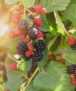 Navaho Thornless Blackberry Starter Plug - Live Fruit Plant - Image 2