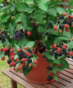 Navaho Thornless Blackberry Starter Plug - Live Fruit Plant - Image 4