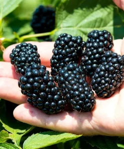 Navaho Thornless Blackberry Starter Plug - Live Fruit Plant - Image 1