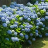 Nikko Blue Hydrangea Bush - 1 Year Old Live Plant - Quart Pot - Outdoor Shrub - Image 1