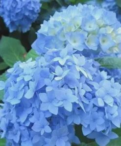 Nikko Blue Hydrangea Bush Live Plant – 1 Year Old – Bare Root Deciduous Shrub - Image 2