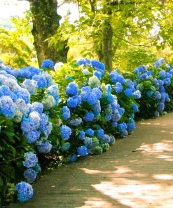 Nikko Blue Hydrangea Bush Live Plant – 1 Year Old – Bare Root Deciduous Shrub - Image 3