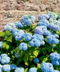 Nikko Blue Hydrangea Bush Live Plant – 1 Year Old – Bare Root Deciduous Shrub - Image 4