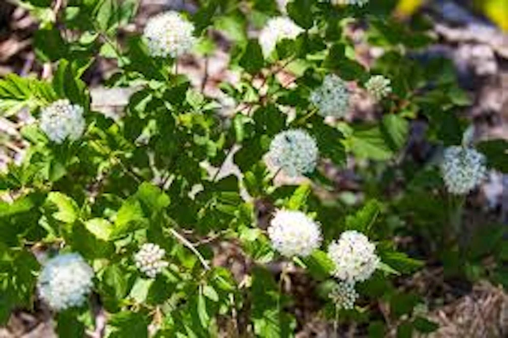 Ninebark Live Plant - 12-24in Tall (Quart Pot) Physocarpus opulifolius Hardy Shrub - Image 3