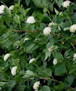 Ninebark Live Plant - 12-24in Tall (Quart Pot) Physocarpus opulifolius Hardy Shrub - Image 4