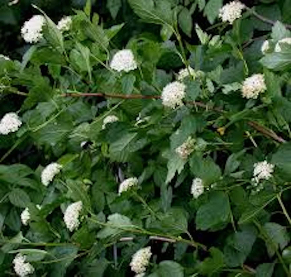 Ninebark Live Plant - 12-24in Tall (Quart Pot) Physocarpus opulifolius Hardy Shrub - Image 4