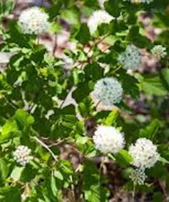 Ninebark Plant Live Shrub – Physocarpus opulifolius – 12-24in Tall Quart Pot - Image 3