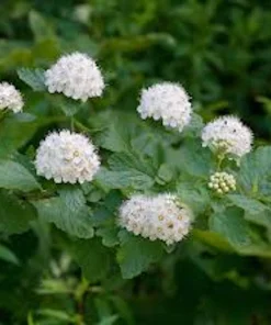 Ninebark Plant Live Shrub – Physocarpus opulifolius – 12-24in Tall Quart Pot - Image 5