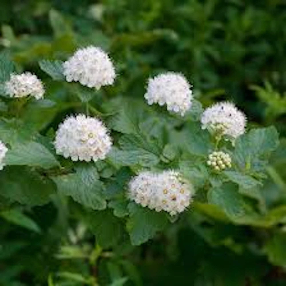 Ninebark Plant Live Shrub – Physocarpus opulifolius – 12-24in Tall Quart Pot - Image 1