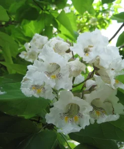 Northern Catalpa Tree - Catalpa speciosa Live Plant, 12-24in Bare Root Starter - Image 1