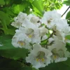 Northern Catalpa Tree Live Plant (Catalpa speciosa) - Quart Pot Starter - Image 1