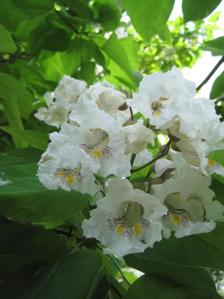 Northern Catalpa Tree Live Plant (Catalpa speciosa) - Quart Pot Starter - Image 1