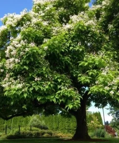 Northern Catalpa Tree Live Plant (Catalpa speciosa) - Quart Pot Starter - Image 6