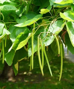 Northern Catalpa Tree Live Plant (Catalpa speciosa) - Quart Pot Starter - Image 7
