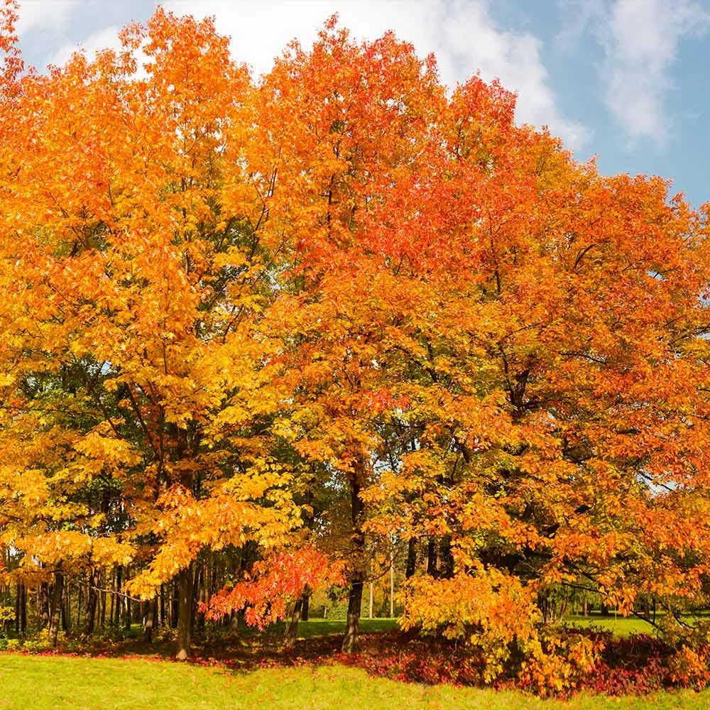 Northern Red Oak Tree Live Plant 12-24" Tall (Quercus rubra) Quart Pot Outdoor - Image 2