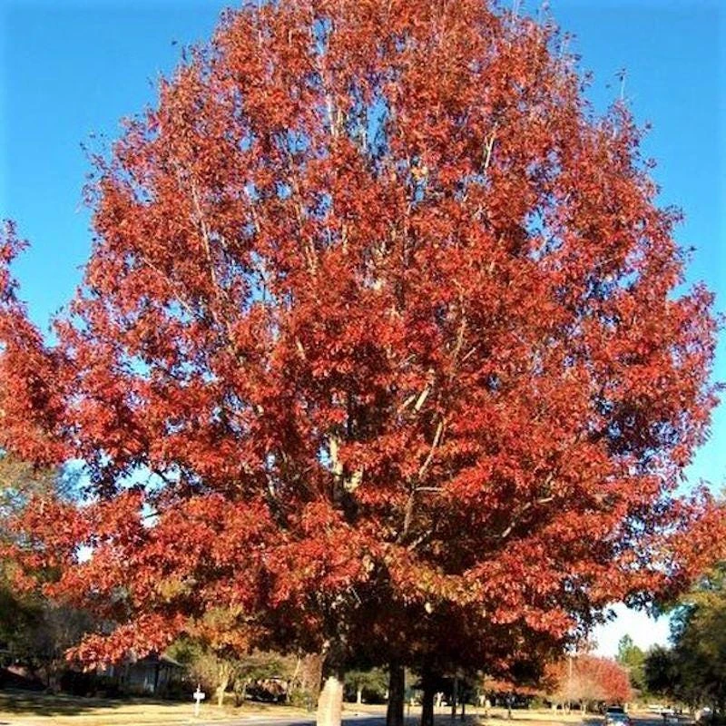 Northern Red Oak Tree Live Plant 12-24" Tall (Quercus rubra) Quart Pot Outdoor - Image 3